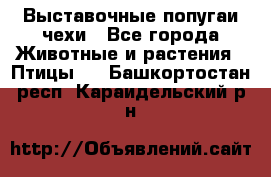 Выставочные попугаи чехи - Все города Животные и растения » Птицы   . Башкортостан респ.,Караидельский р-н